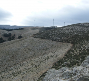 Δεντροφύτευση-5